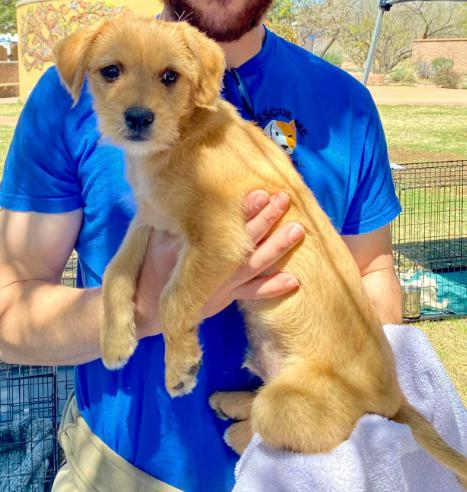 Enlarge Captain "Captain Jack", a Adopted mixed breed in Gilbert , AZ image 3/6