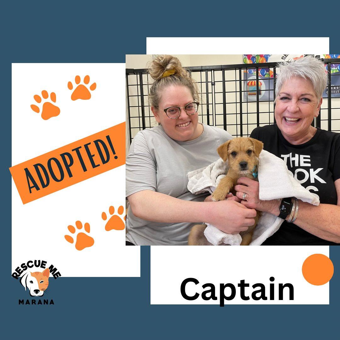 Enlarge Captain "Captain Jack", a Adopted mixed breed in Gilbert , AZ image 6/6