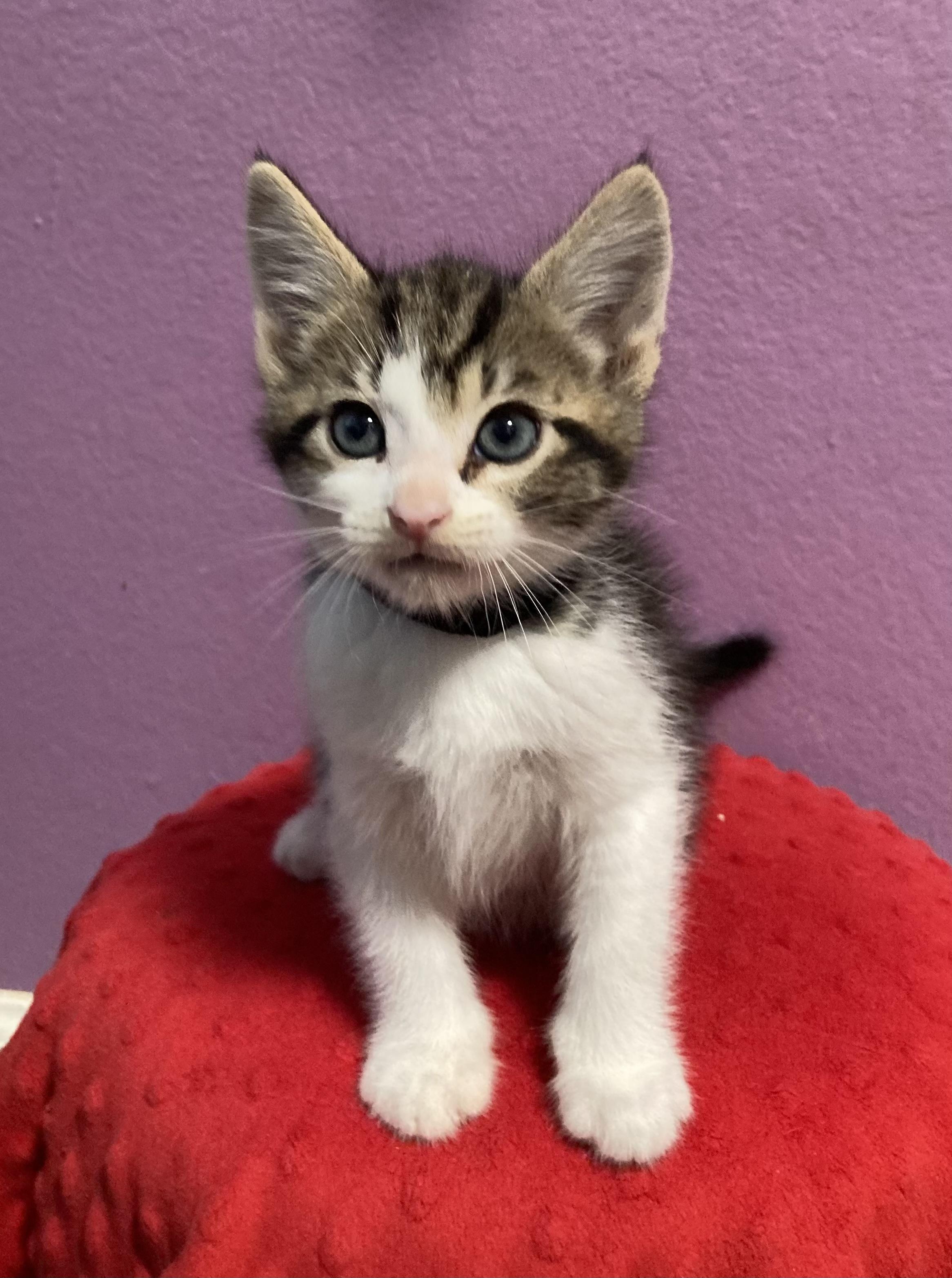 Dasher, Adopted, Young Male Domestic Short Hair.