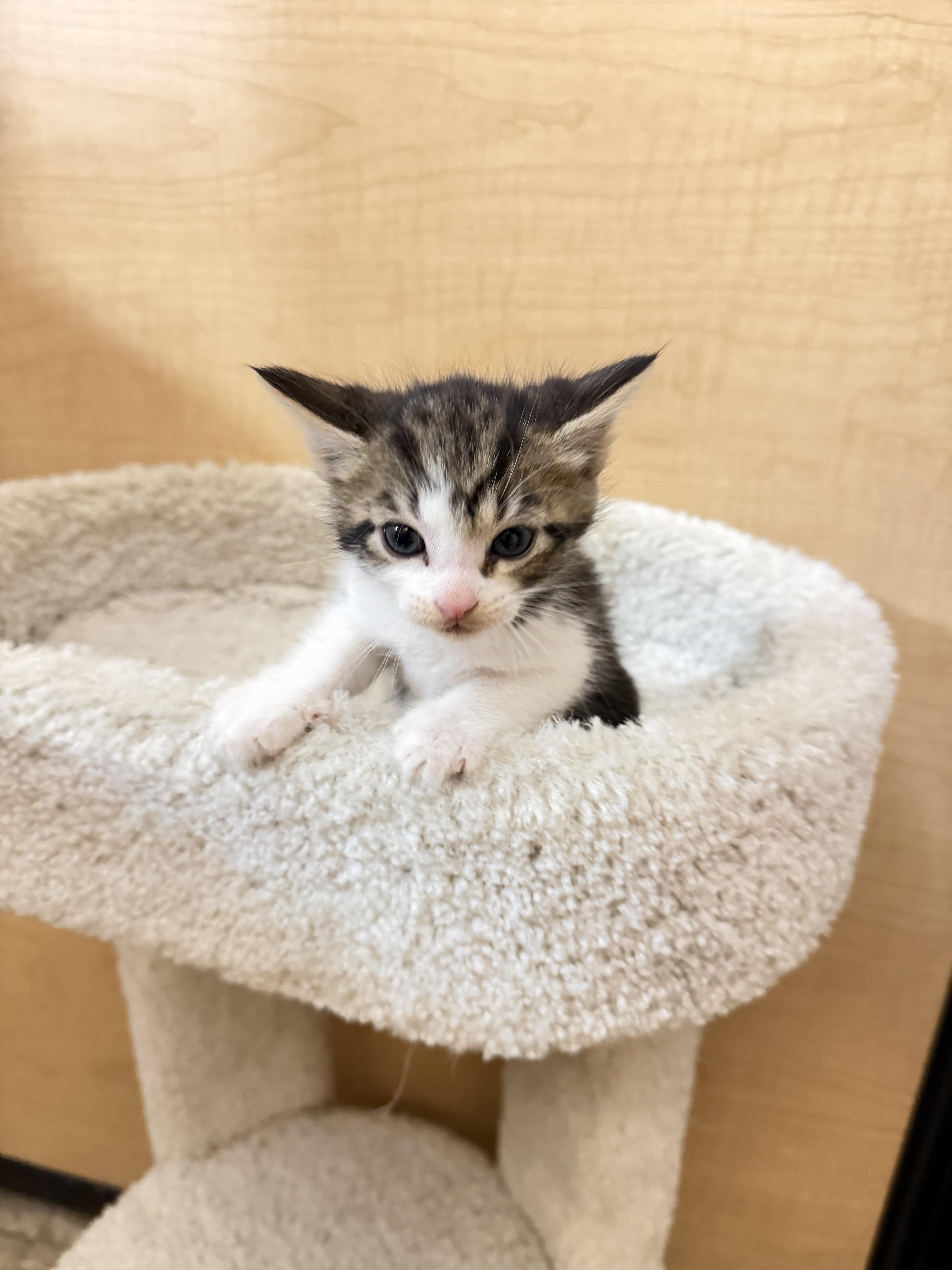 Enlarge Dasher, a Adopted mixed breed in Dixon, CA image 2/2