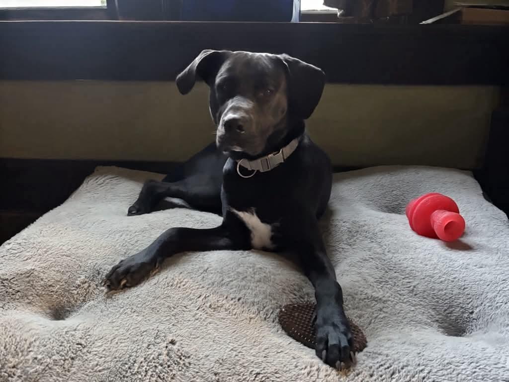 Levi, a ADOPTABLE Mixed Breed in De Pere, WI image 2/3