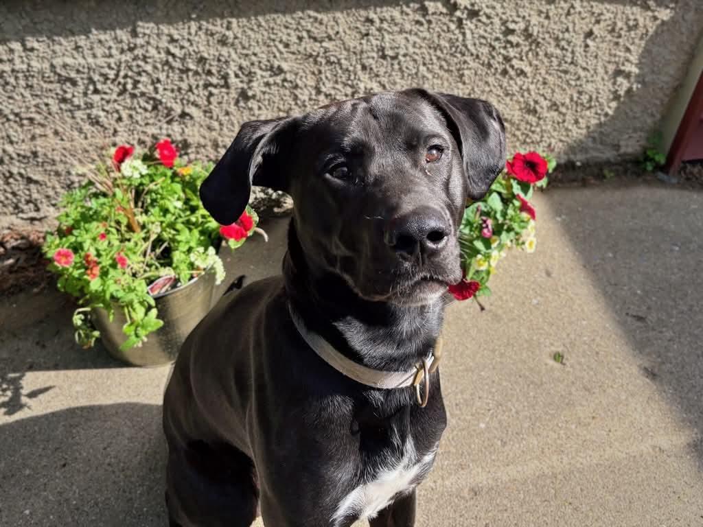 Levi, ADOPTABLE, Young Male Mixed Breed.