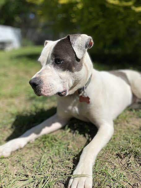 Enlarge Hogan (112382) (In a foster Home), a Adoptable Pit Bull Terrier in Baton Rouge, LA image 6/6