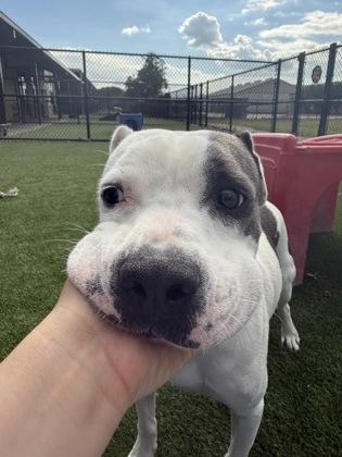 Hogan (112382) (In a foster Home), Adoptable, Adult Male Pit Bull Terrier.