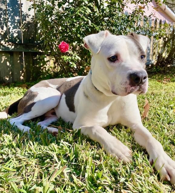 Enlarge Hogan (112382) (In a foster Home), a Adoptable Pit Bull Terrier in Baton Rouge, LA image 2/6