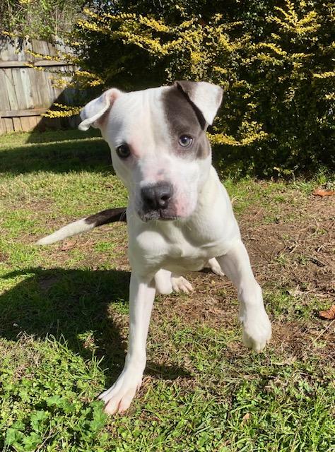 Enlarge Hogan (112382) (In a foster Home), a Adoptable Pit Bull Terrier in Baton Rouge, LA image 1/6