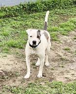 Enlarge Hogan (112382) (In a foster Home), a Adoptable Pit Bull Terrier in Baton Rouge, LA image 2/6