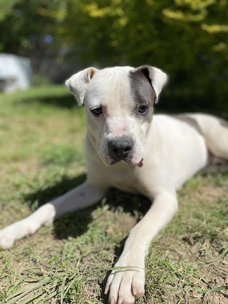 Enlarge Hogan (112382) (In a foster Home), a Adoptable Pit Bull Terrier in Baton Rouge, LA image 4/6