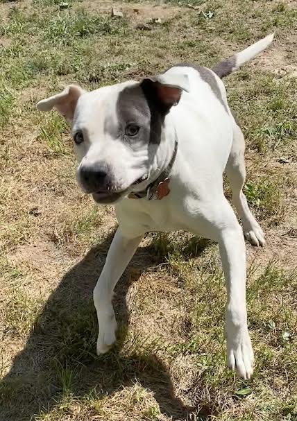 Enlarge Hogan (112382) (In a foster Home), a Adoptable Pit Bull Terrier in Baton Rouge, LA image 3/6