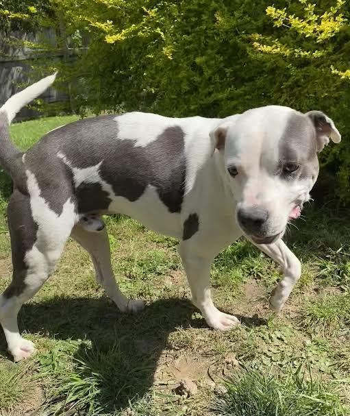 Enlarge Hogan (112382) (In a foster Home), a Adoptable Pit Bull Terrier in Baton Rouge, LA image 5/6