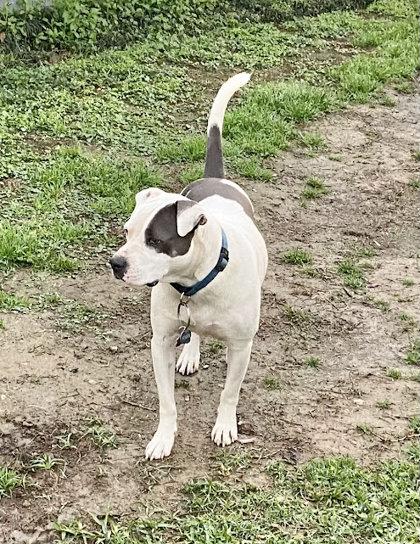 Enlarge Hogan (112382) (In a foster Home), a Adoptable Pit Bull Terrier in Baton Rouge, LA image 4/6