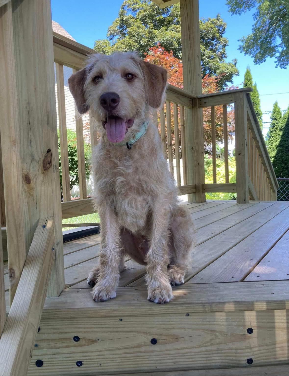 Rocky, an adoptable Labradoodle in Westport, MA image 1/6