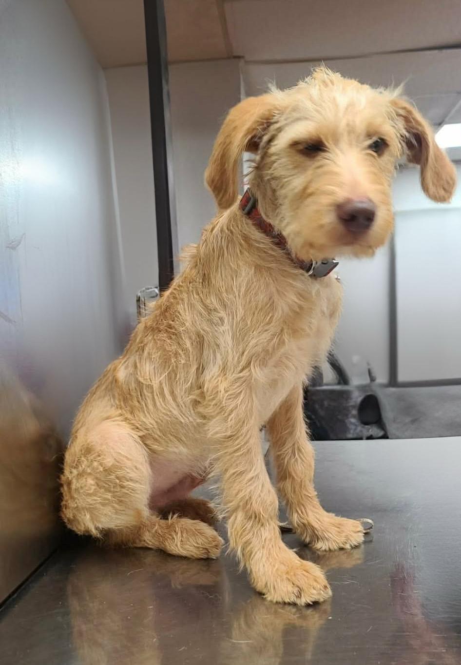 Rocky, an adoptable Labradoodle in Westport, MA image 3/6
