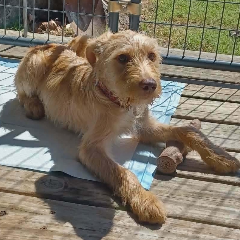 Rocky, an adoptable Labradoodle in Westport, MA image 2/6