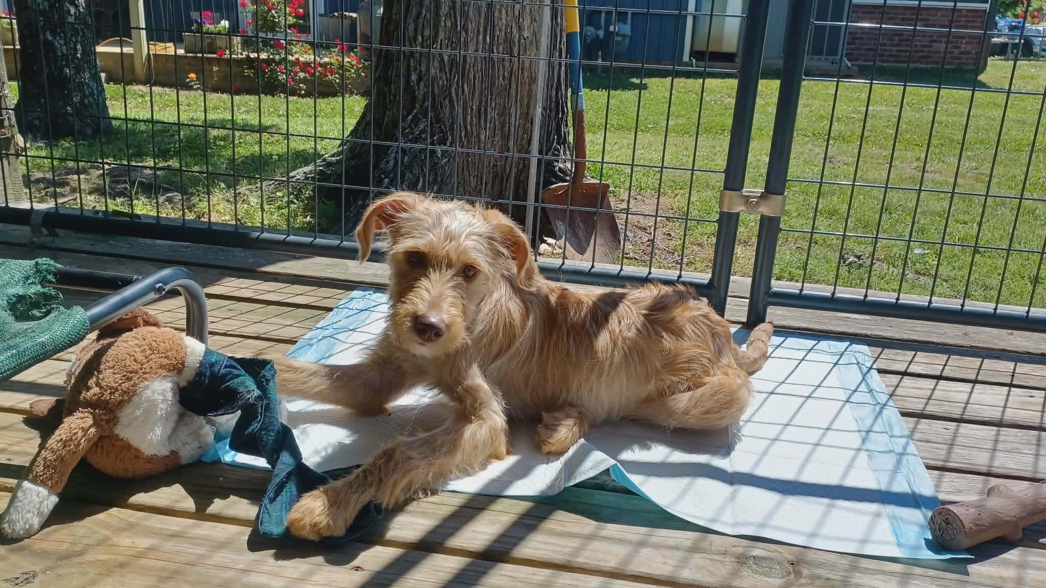 Rocky, an adoptable Labradoodle in Westport, MA image 4/6