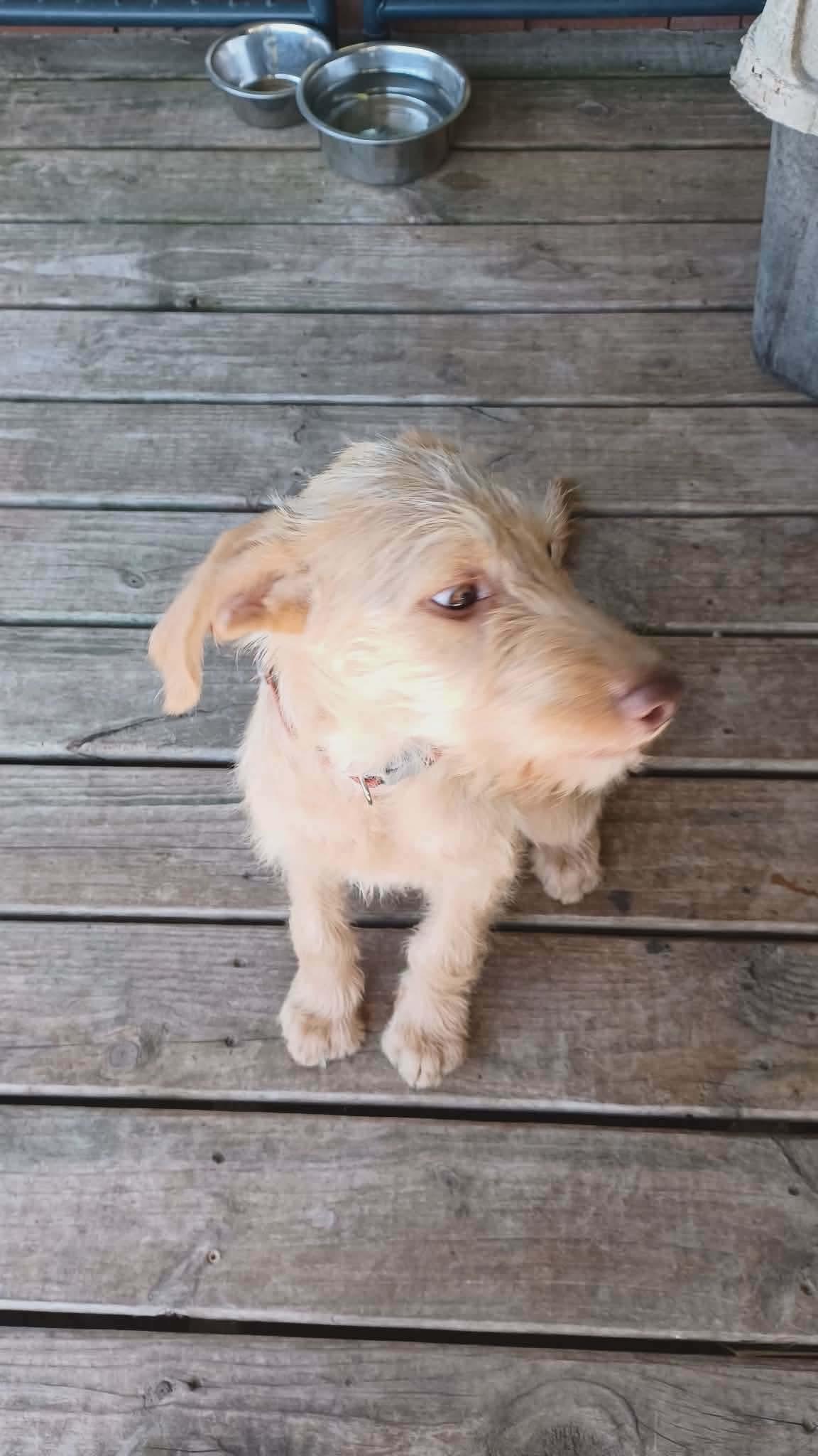 Rocky, an adoptable Labradoodle in Westport, MA image 5/6