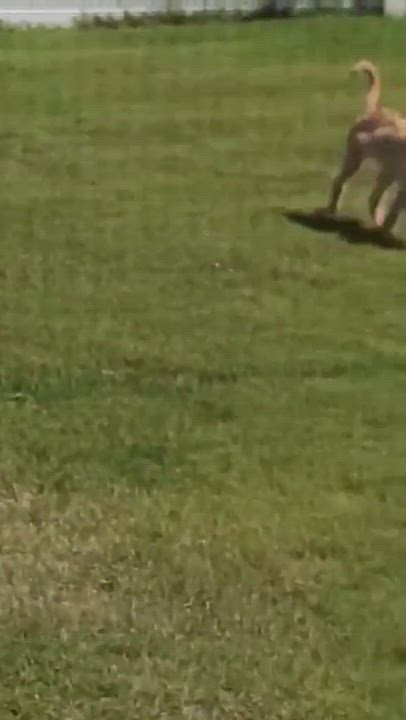 Enlarge Rocky, an adoptable Labradoodle in Westport, MA video 6/6