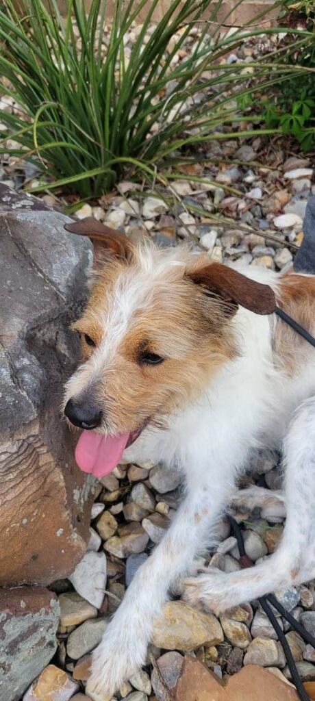 Enlarge Scooter, a ADOPTABLE mixed breed in Texarkana, TX image 3/4