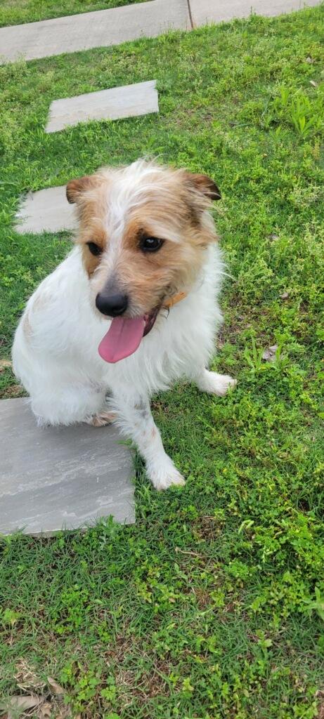 Enlarge Scooter, a ADOPTABLE mixed breed in Texarkana, TX image 1/4