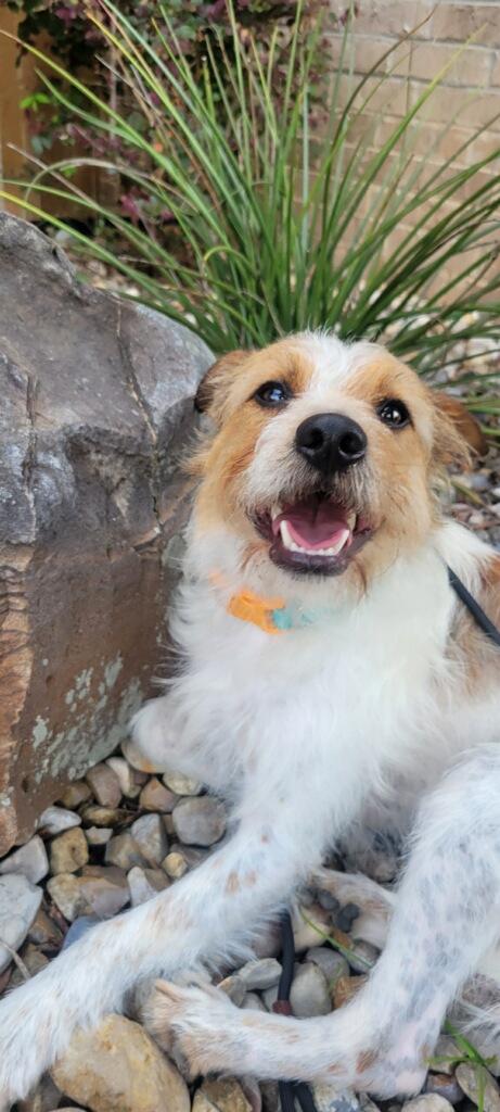 Enlarge Scooter, a ADOPTABLE mixed breed in Texarkana, TX image 2/4