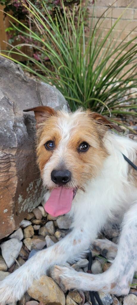 Enlarge Scooter, a ADOPTABLE mixed breed in Texarkana, TX image 4/4