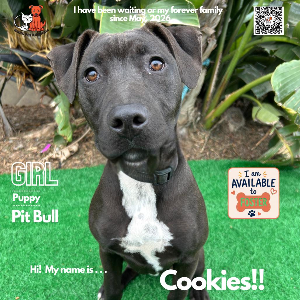 Enlarge Cookies, a Adoptable Pit Bull Terrier in Westminster, CA image 1/1