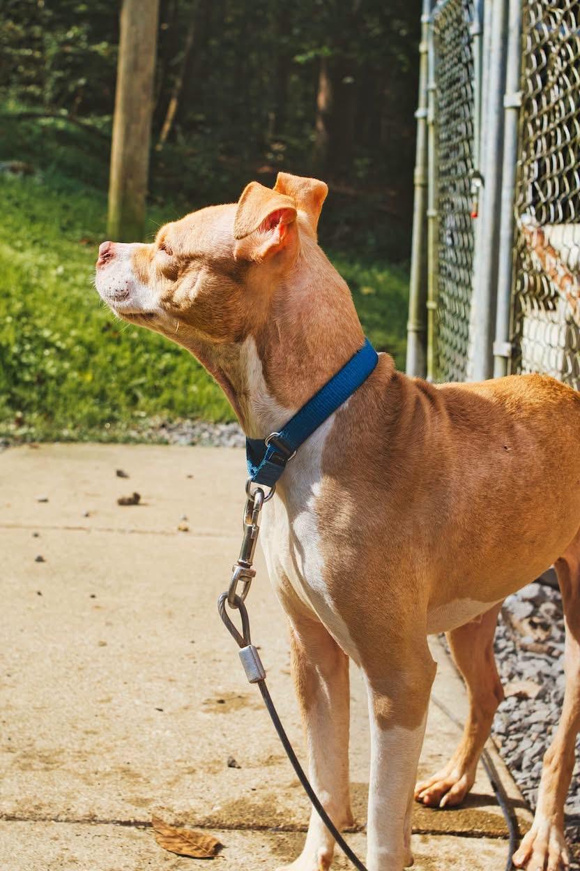 Enlarge Daisy, a Adoptable mixed breed in Grafton, WV image 2/5