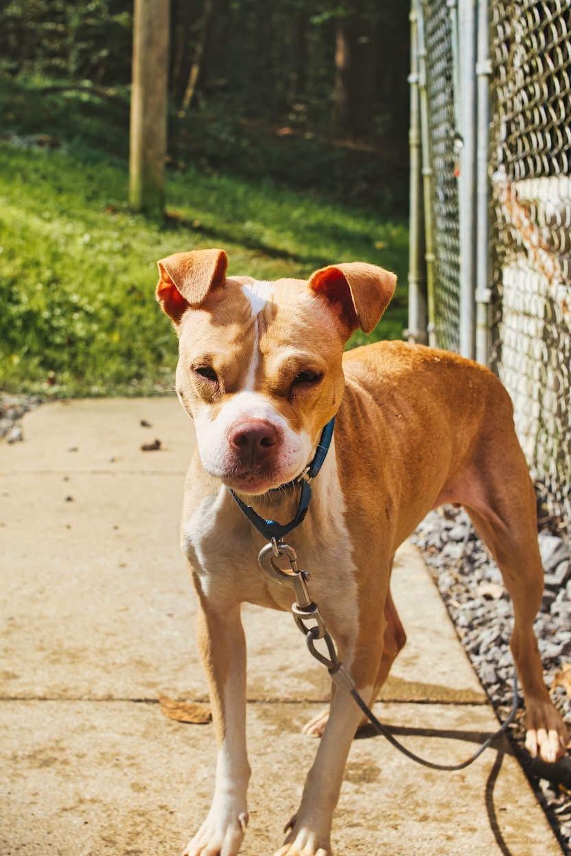 Enlarge Daisy, a Adoptable mixed breed in Grafton, WV image 4/5
