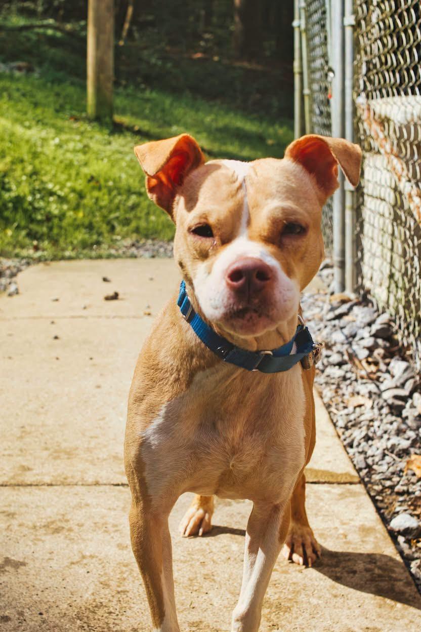 Enlarge Daisy, a Adoptable mixed breed in Grafton, WV image 5/5