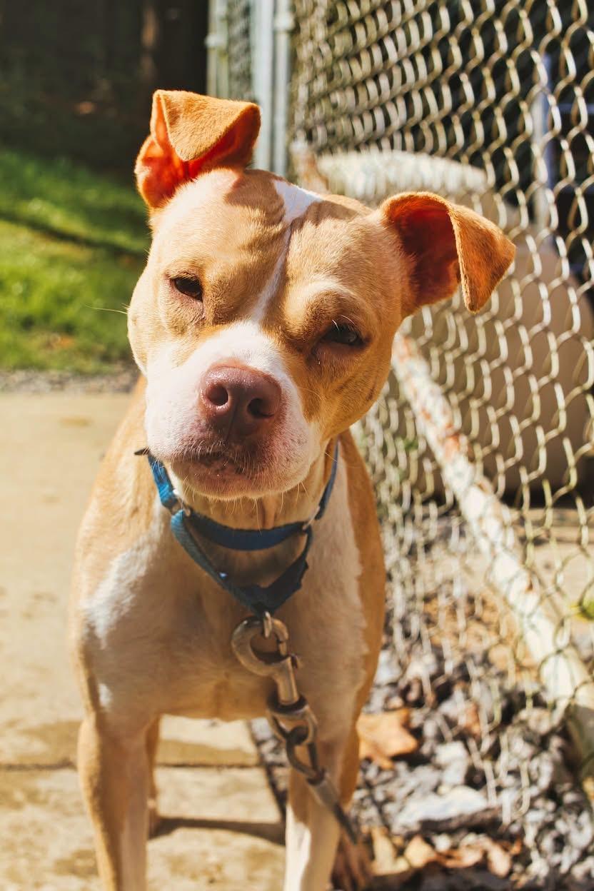 Daisy, Adoptable, Adult Female Boxer.