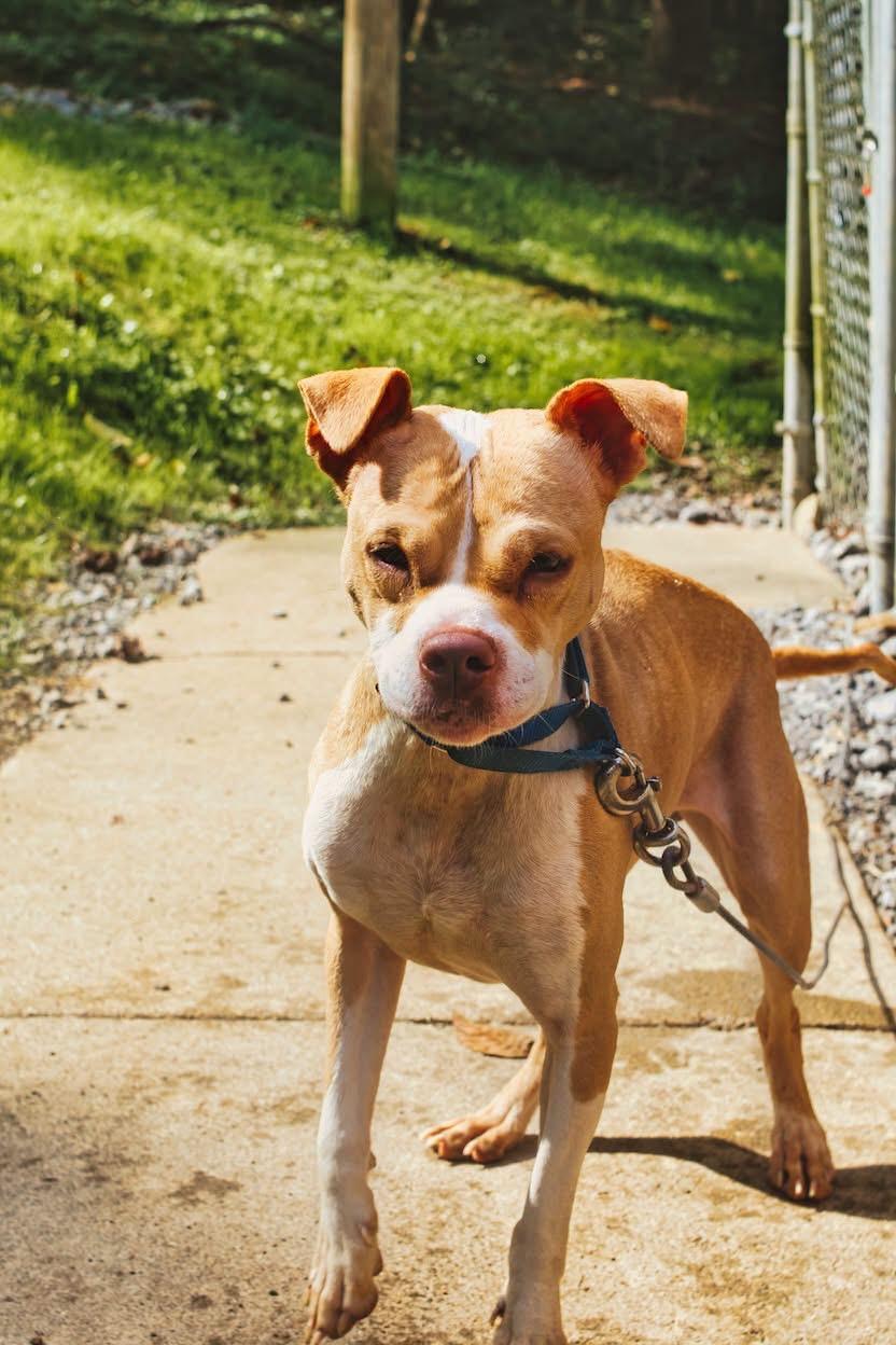 Enlarge Daisy, a Adoptable mixed breed in Grafton, WV image 3/5