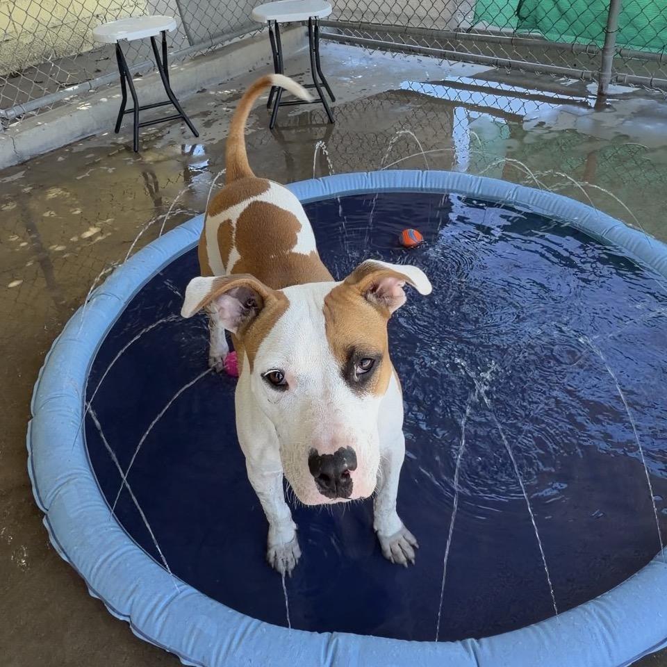 Cookie, Adoptable, Young Female English Bulldog & American Staffordshire Terrier.