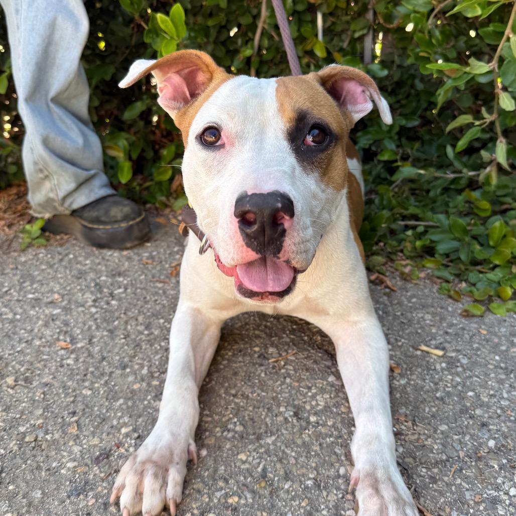 Enlarge Cookie, a Adoptable mixed breed in Santa Barbara, CA image 2/6