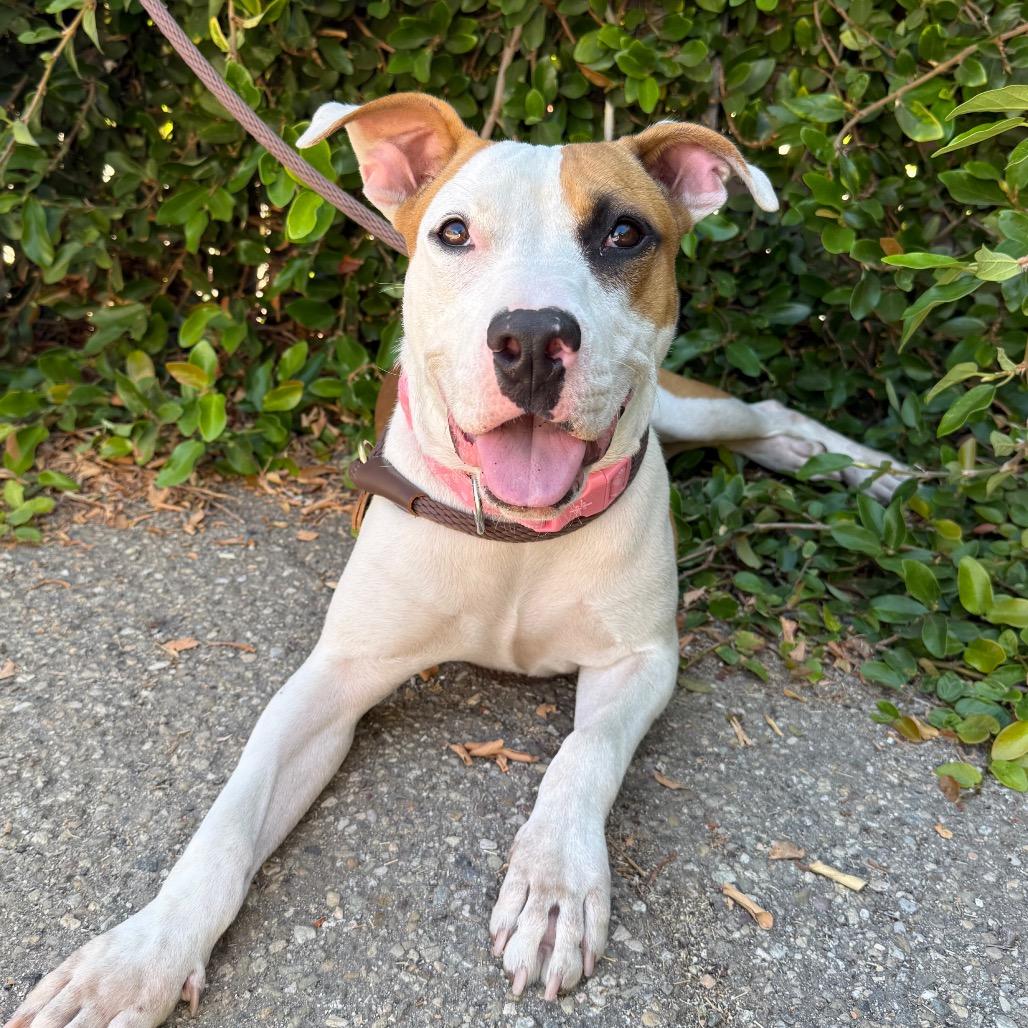 Enlarge Cookie, a Adoptable mixed breed in Santa Barbara, CA image 3/6