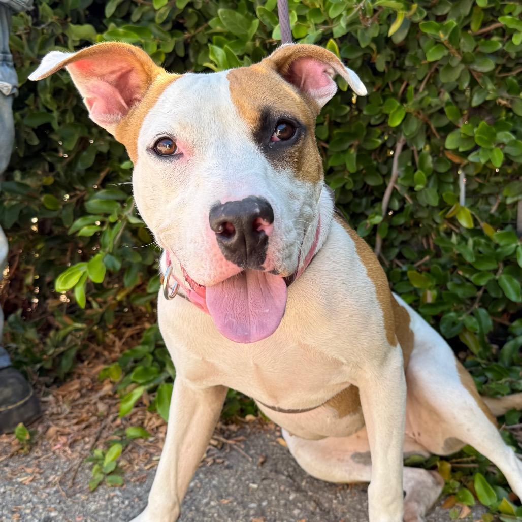 Enlarge Cookie, a Adoptable mixed breed in Santa Barbara, CA image 4/6