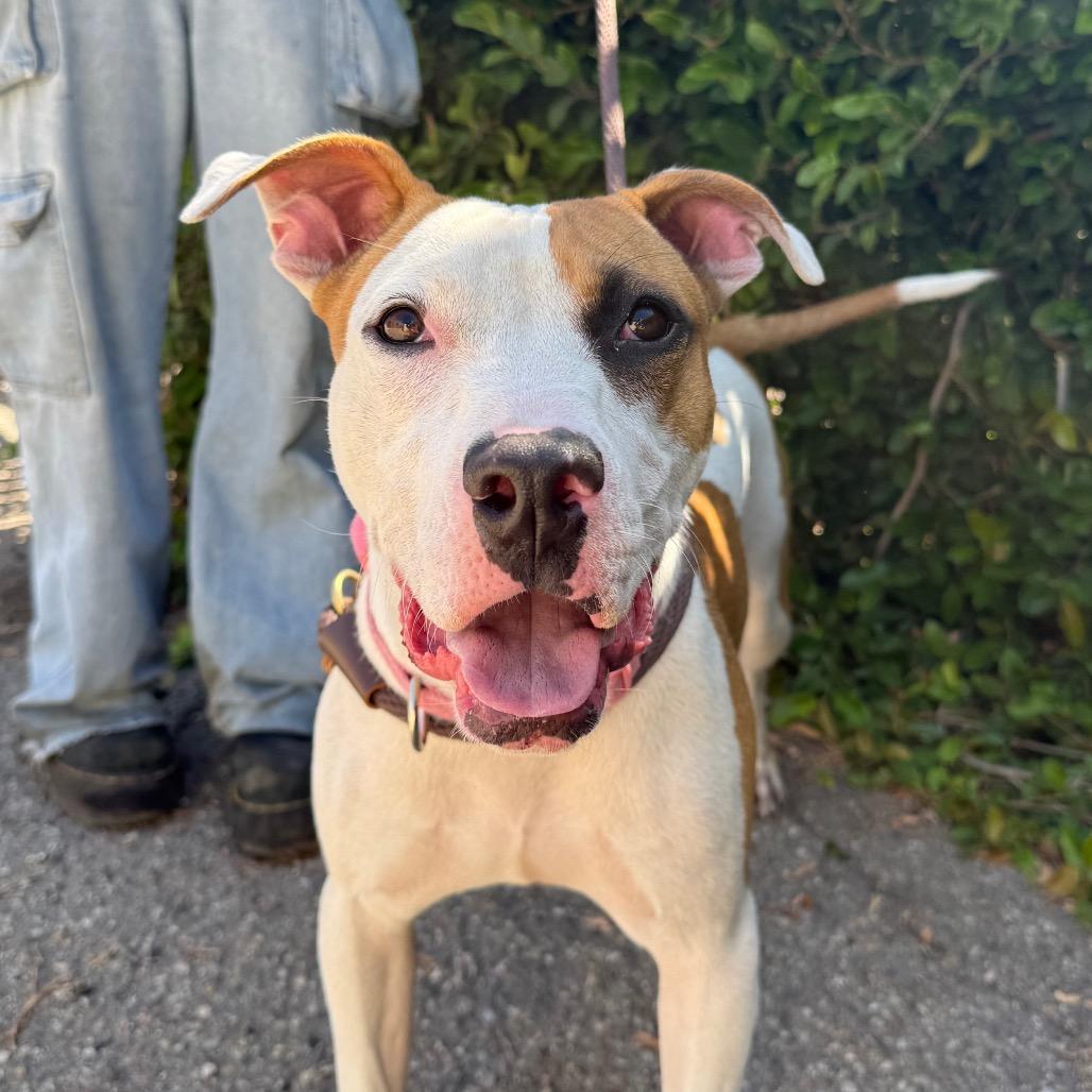 Enlarge Cookie, a Adoptable mixed breed in Santa Barbara, CA image 5/6