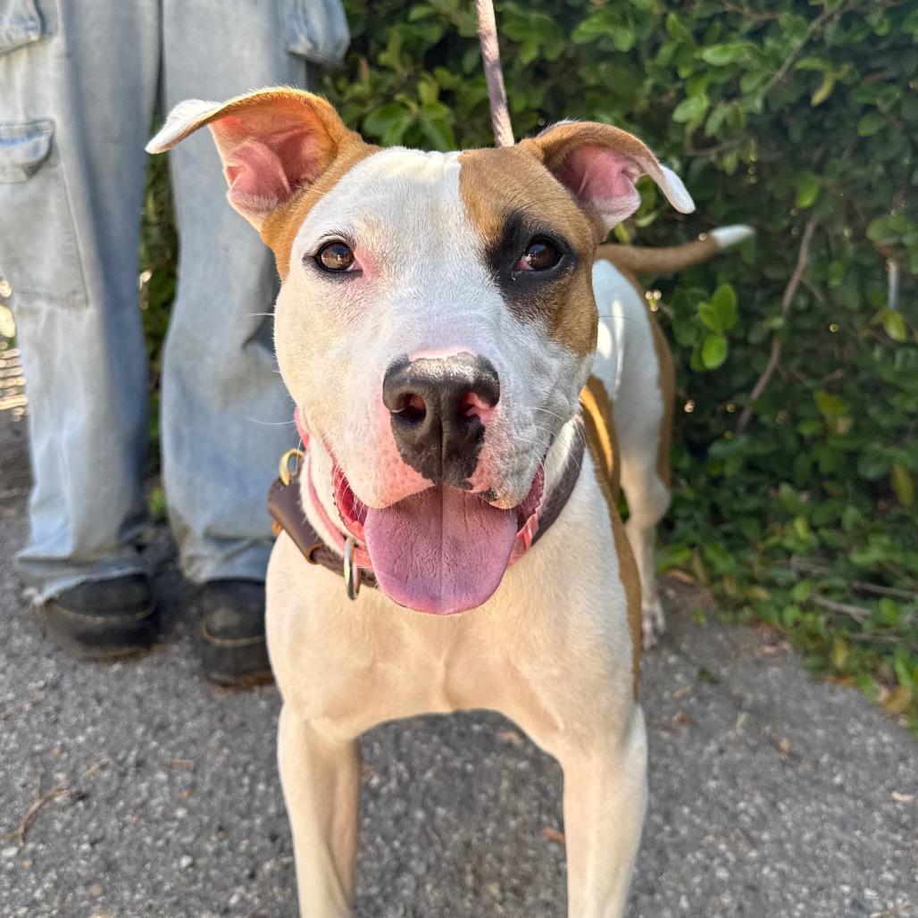Enlarge Cookie, a Adoptable mixed breed in Santa Barbara, CA image 6/6