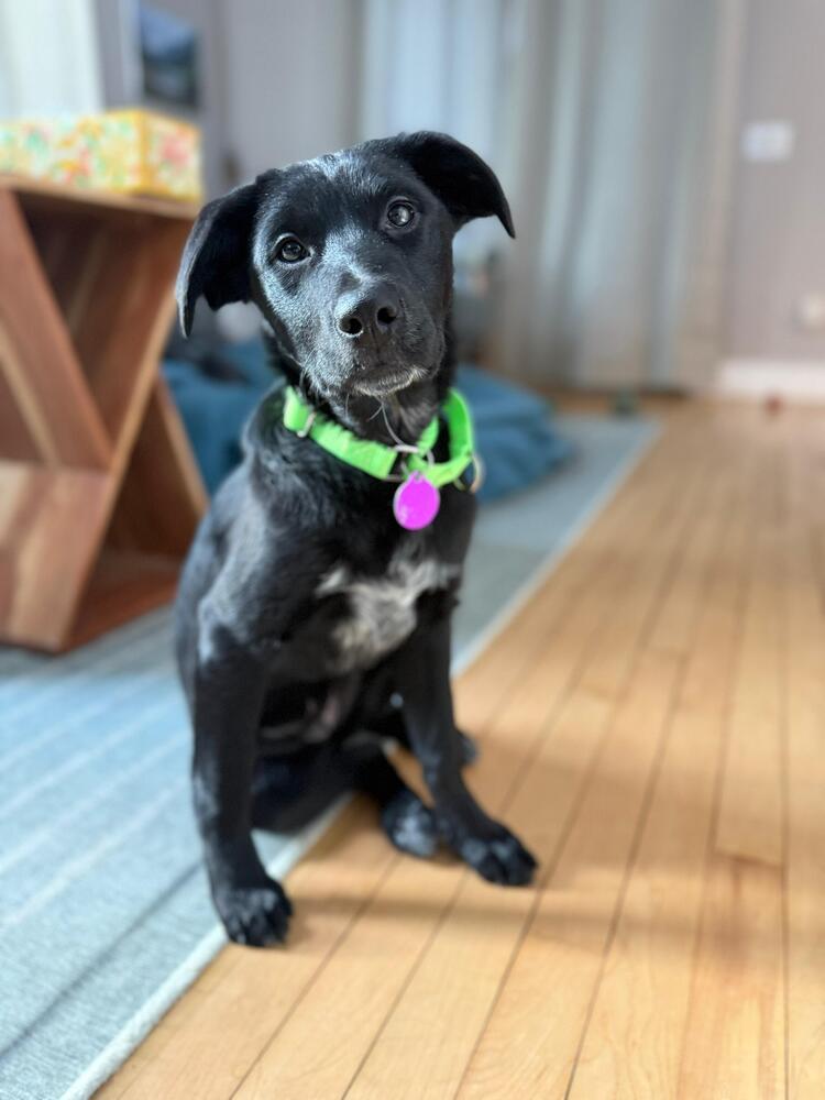 Sombrita (FOSTERED LOCALLY), Adoptable, Puppy Female Hound & Labrador Retriever.