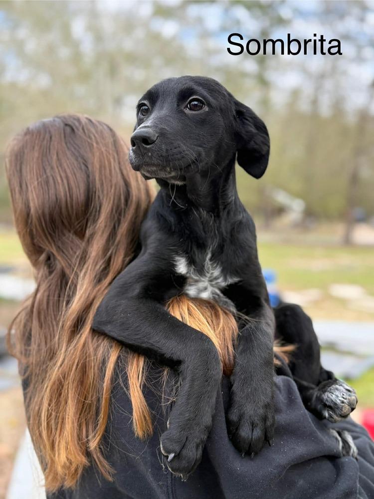 Enlarge Sombrita (AVAILABLE 1/26), a Adoptable mixed breed in Leverett, MA image 1/1