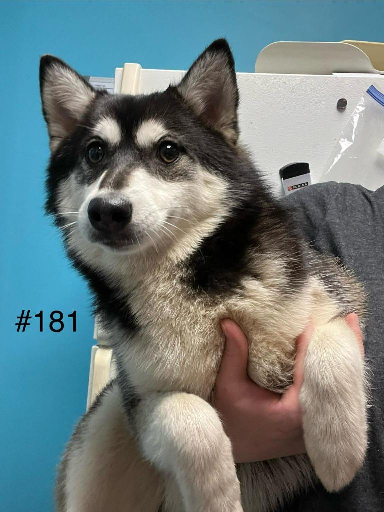 Zella, Adoptable, Young Female Pomeranian & Husky.