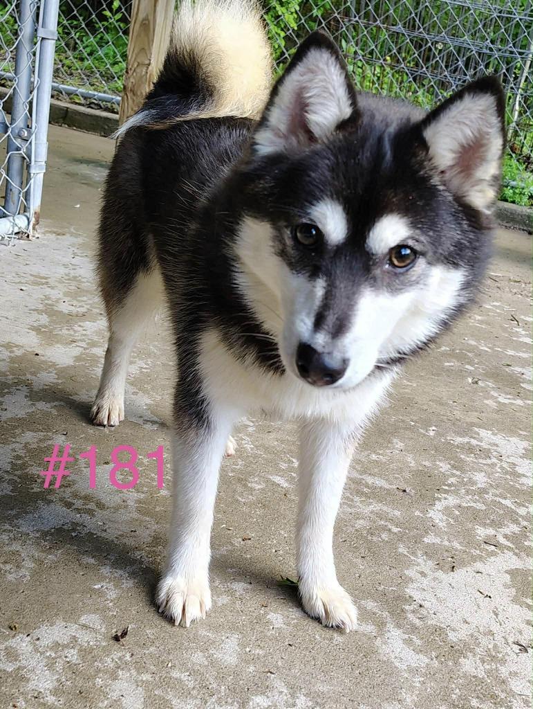 Zella, a Adoptable mixed breed in Kendallville, IN image 2/3