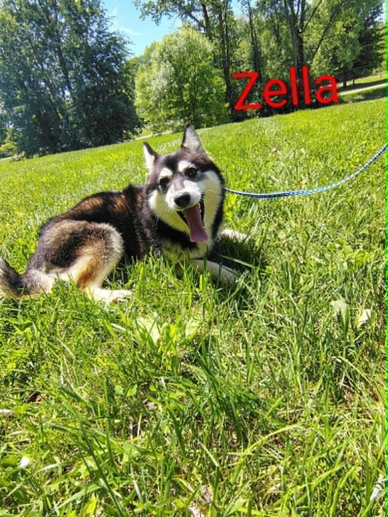 Zella, a Adoptable mixed breed in Kendallville, IN image 3/3