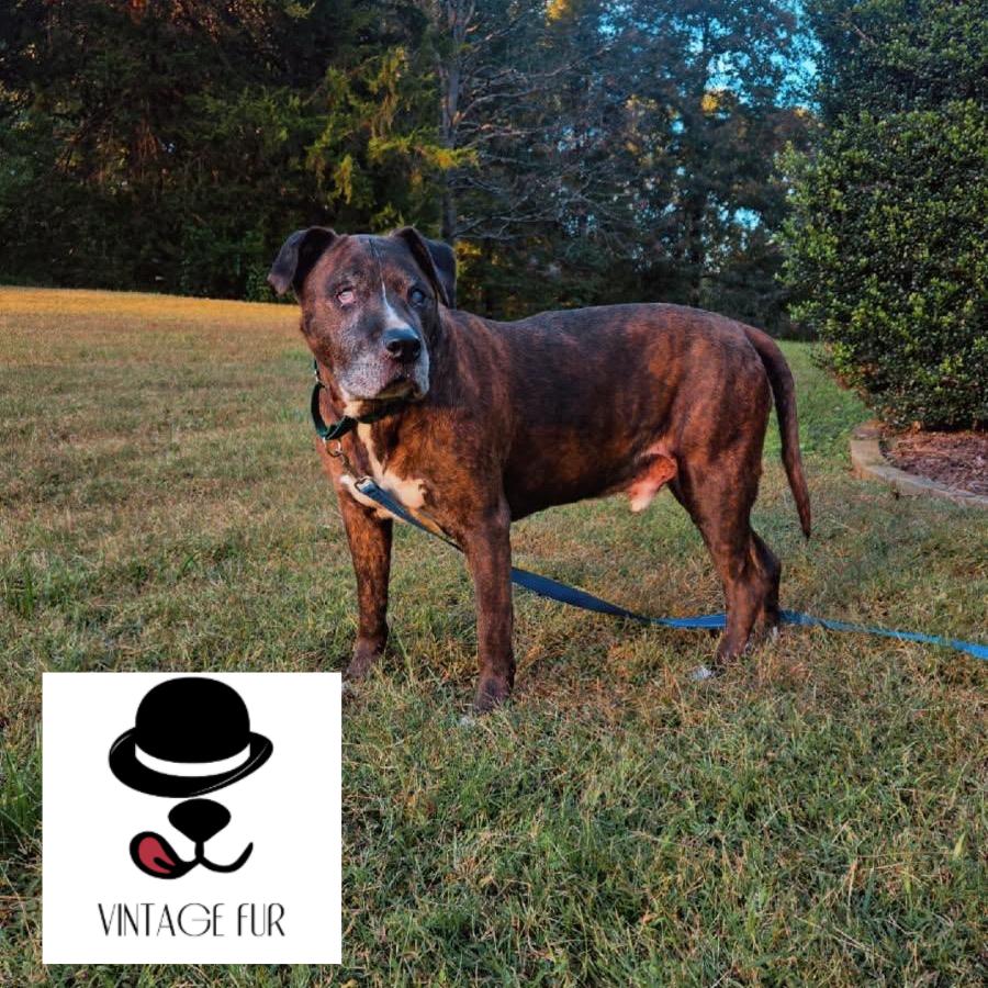Jax, Adoptable, Senior Male Boxer.