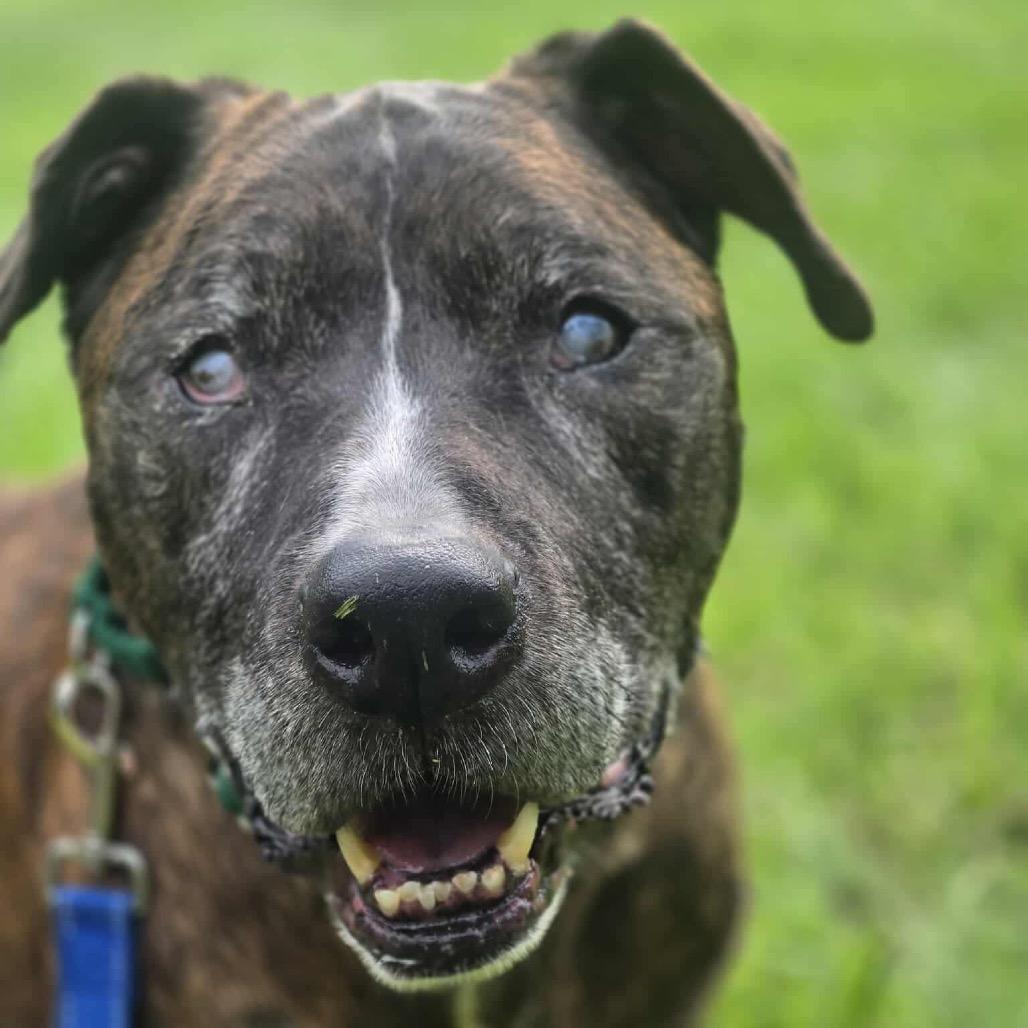 Enlarge Jax, a Adoptable Boxer in Greensboro, NC image 1/3