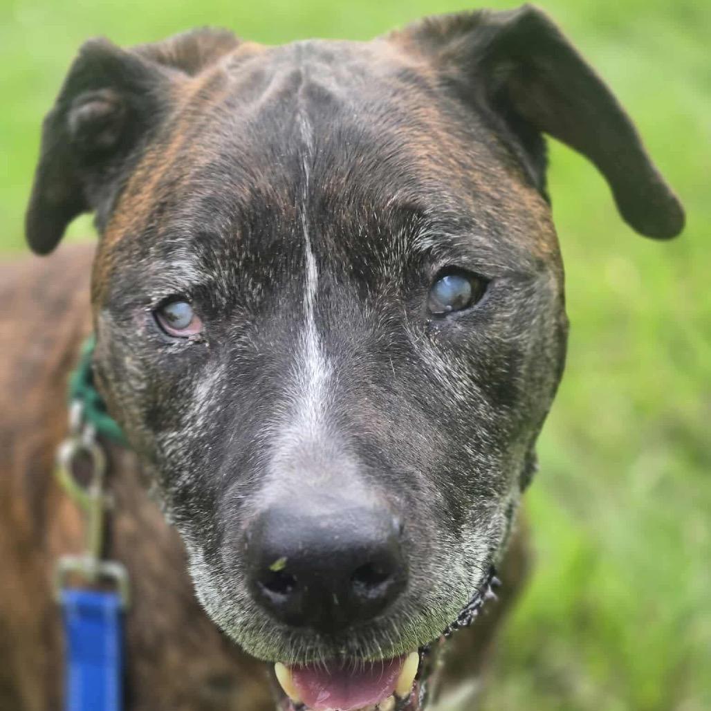Enlarge Jax, a Adoptable Boxer in Greensboro, NC image 2/3