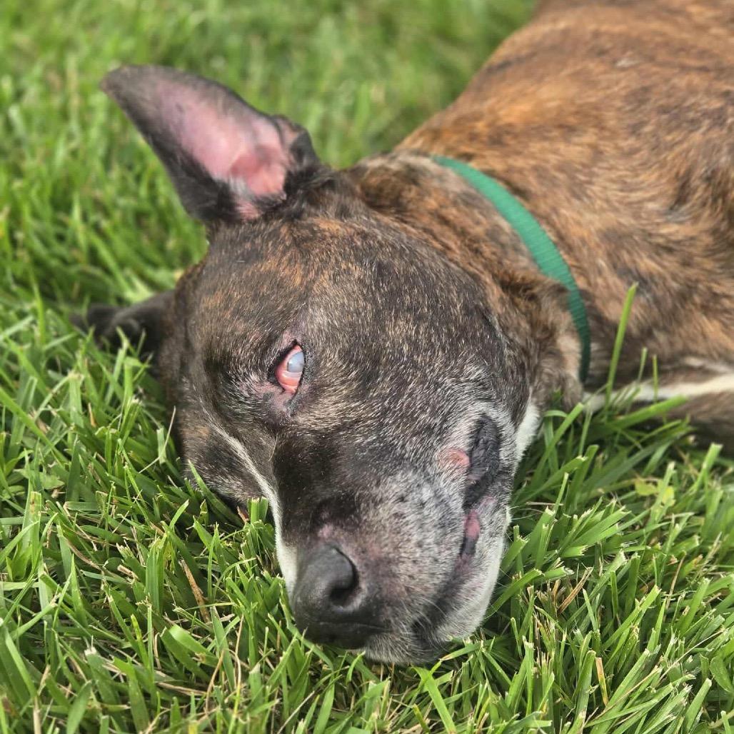 Enlarge Jax, a Adoptable Boxer in Greensboro, NC image 3/3