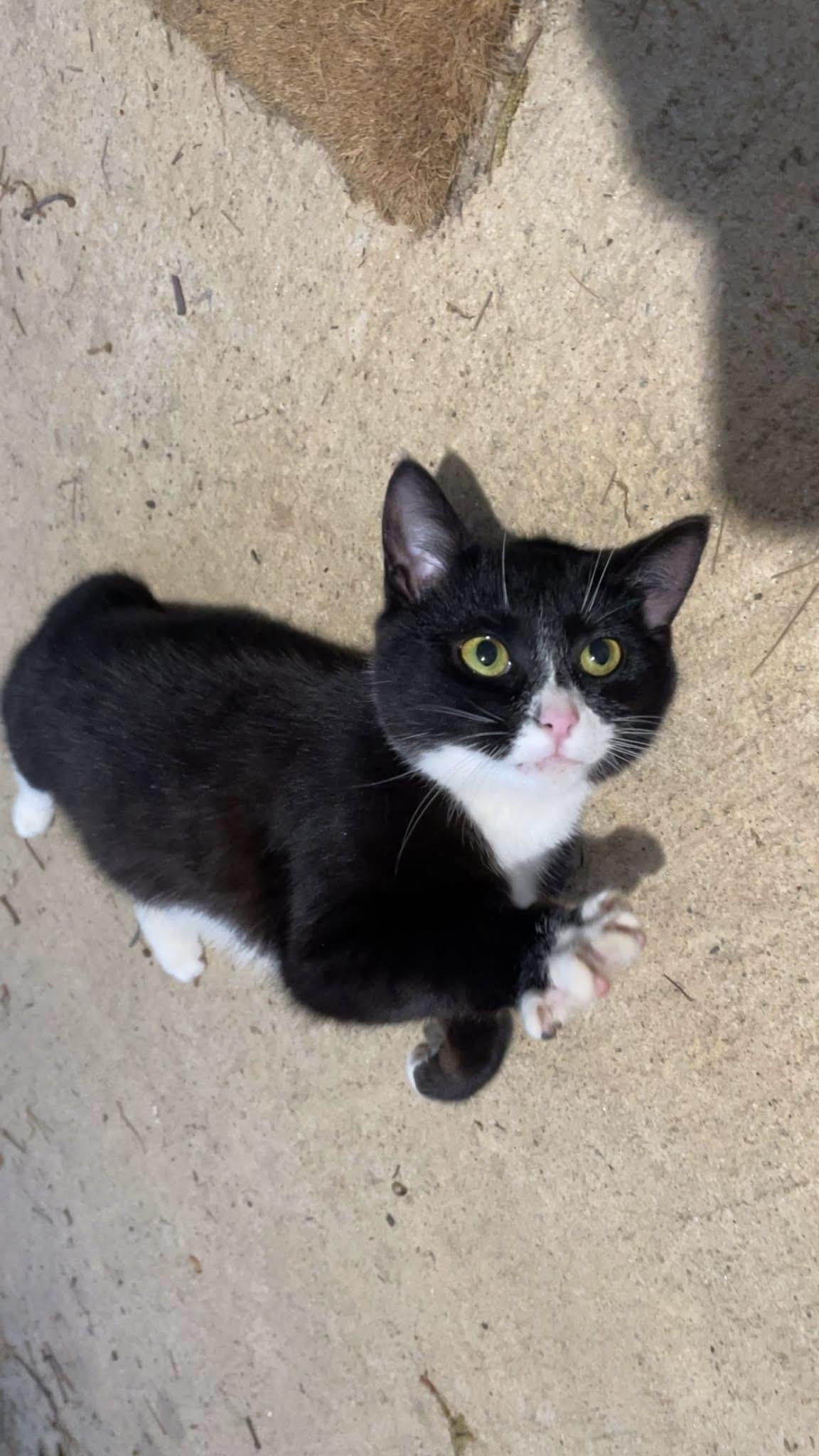 Enlarge Mittens, an adopted Domestic Short Hair in Clayton, GA image 1/1