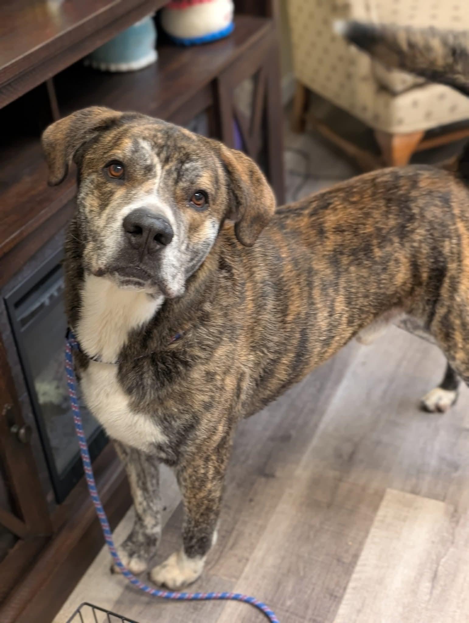 Alistair $425, a Adoptable mixed breed in Milwaukee, WI image 2/6