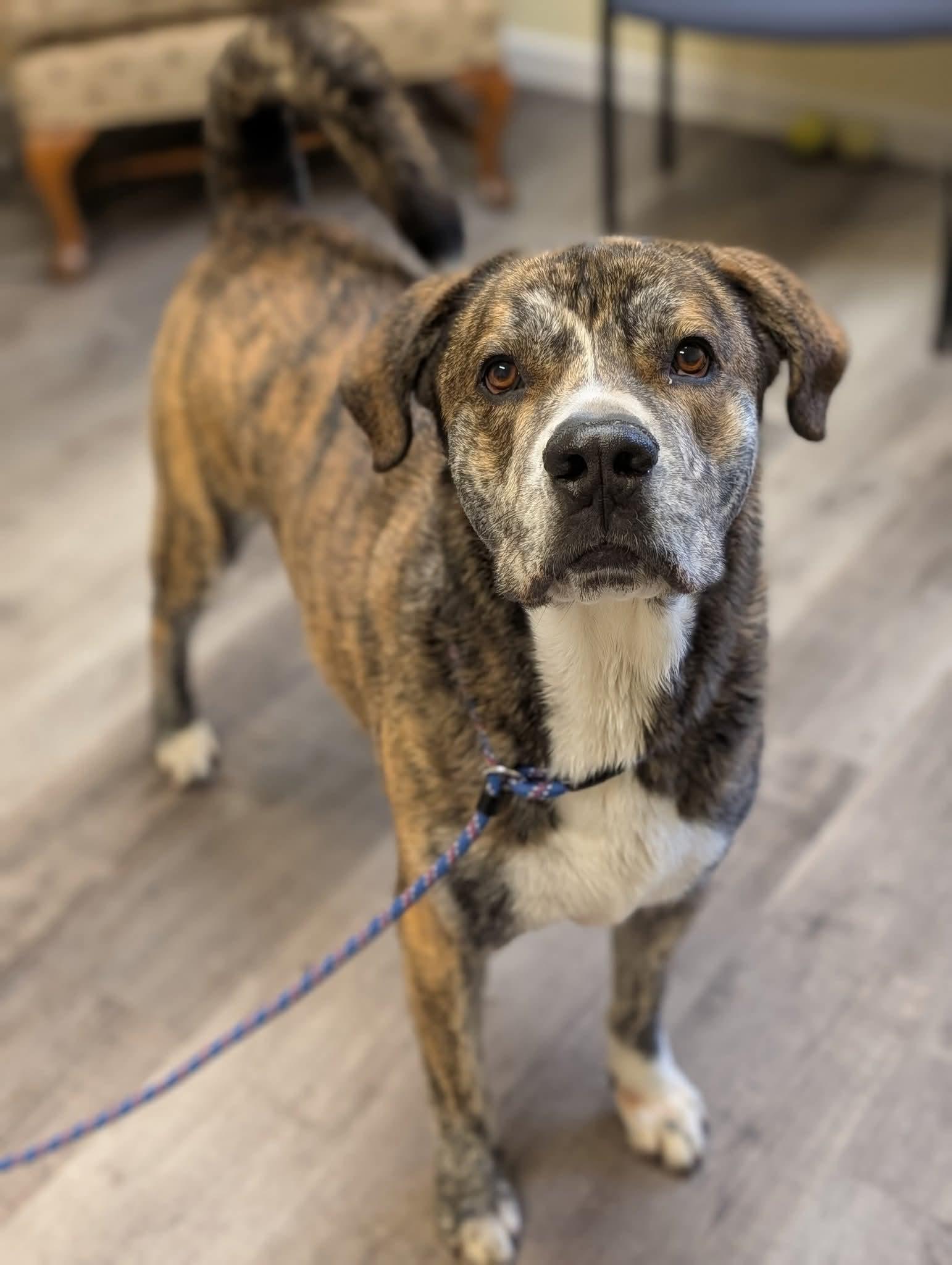 Alistair $425, a Adoptable mixed breed in Milwaukee, WI image 3/6