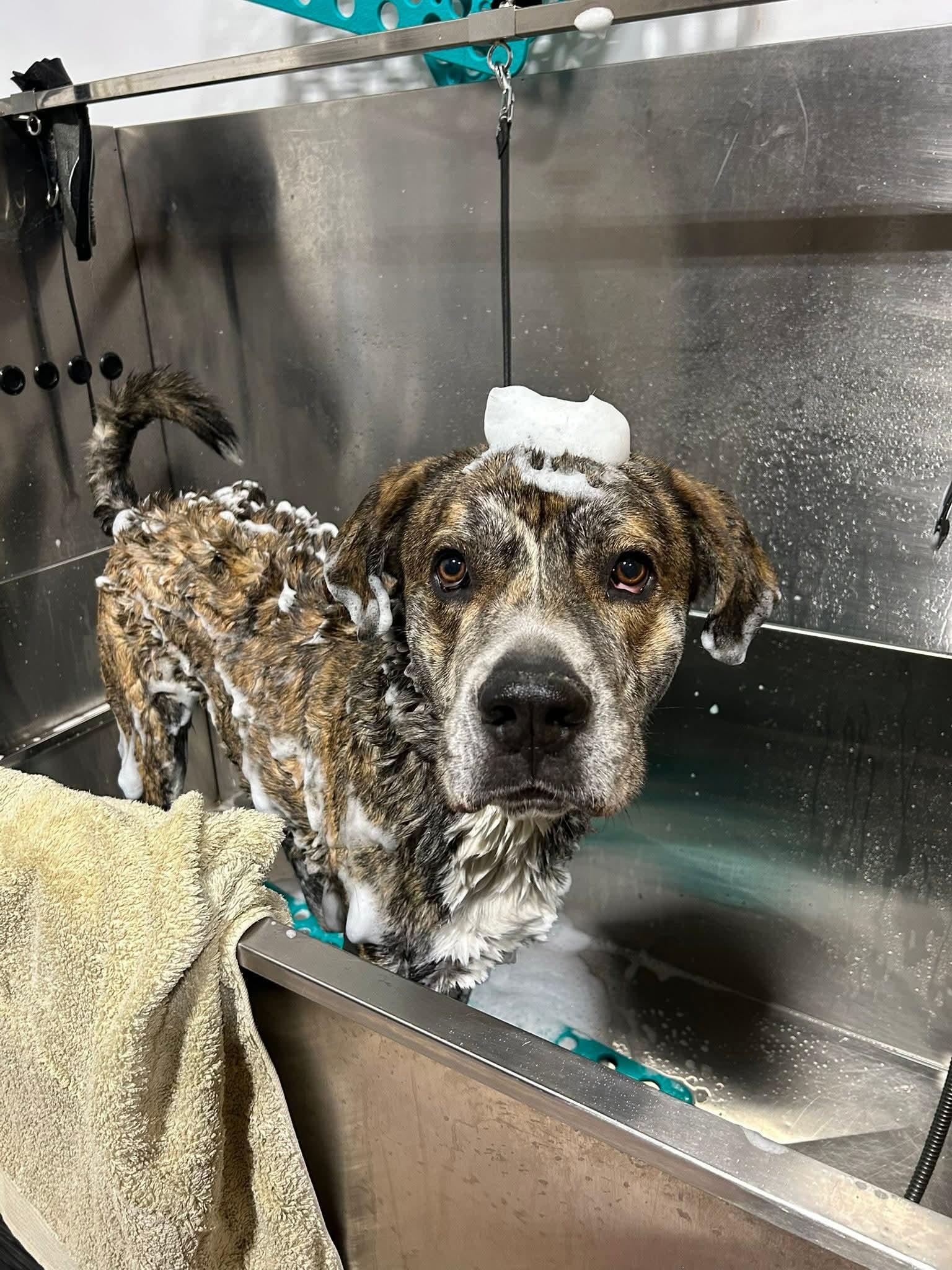 Alistair $425, Adoptable, Adult Male Mastiff.